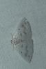 Lomographa temerata